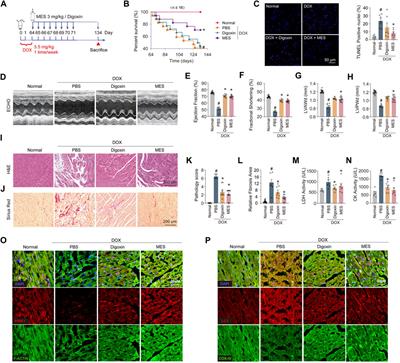 Mesaconine alleviates doxorubicin-triggered cardiotoxicity and heart failure by activating PINK1-dependent cardiac mitophagy